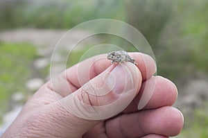 Tiny baby natterjack toad between human fingers