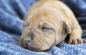 Tiny baby newborn Shar Pei puppy dog sleeping