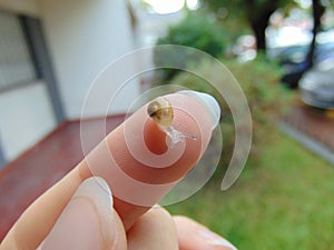 Tiny baby snail 3 photo