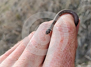 A tiny baby snake is held in a person`s hand.
