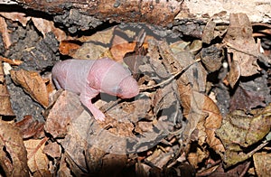 A tiny baby Wood Mouse Apodemus sylvaticus.