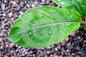 A tiny banana leaf from a green sapling with rain drops clinging across the blurred background.