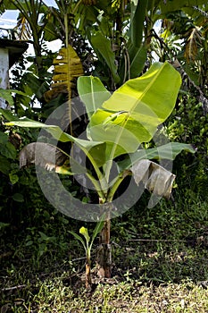 Tiny Banana Plant Thriving in the Jungle