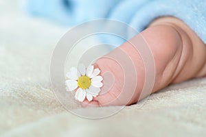 Tiny bare legs and feet of newborn covered with a blue soft warm blanket.medicinal plant chamomile between toes of baby.
