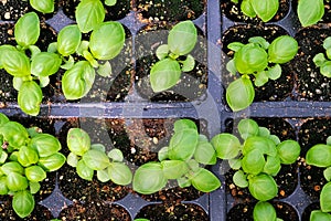 Tiny basil plants growing in seed starter pots