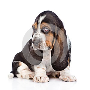 Tiny basset hound puppy looking away. isolated on white background