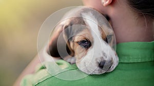 Tiny beagle puppy on shoulder of his owner. Woman stroking dog on nature backdrop. Cute lovely pet, new member of family
