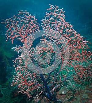 Tiny and beautiful coral reef tree