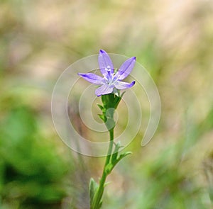 Tiny beauty in the grass