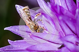 A tiny bee on chives flowers.