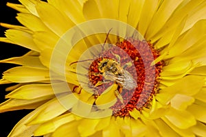 Tiny bee collecting pollen from Gerbera Daisy flower.