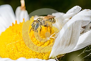 A tiny bee on a flower.