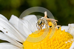 A tiny bee on a flower.