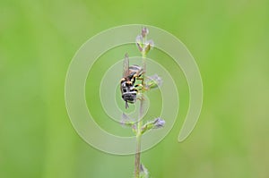 a tiny bee perches on a young plant stem with its head down.