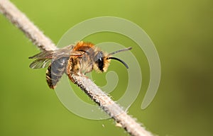 A tiny bee perching on a plant stem in spring in the UK.