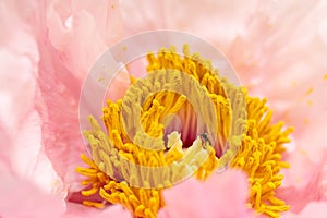 Tiny bee in pollen on peony stamen