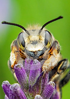 Tiny Bee on purple flower