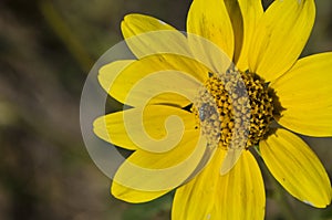 Tiny bee ventures out across a Yellow Osteospermum