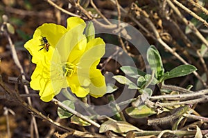 Tiny Bee on a Yellow Primrose Oenothera Drummondii Flower