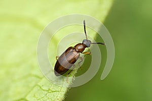 Tiny beetle closeup macro shot, Tetraphalerus wagneri, Satara, Maharashtra photo