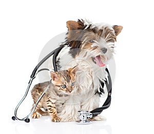 Tiny bengal cat and Biewer-Yorkshire terrier puppy with stethoscope. isolated on white