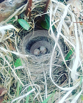 Tiny bird eggs