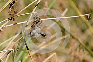 A tiny bird flying between a marsh grass. Bushtit at Oso Flaco Lake  California photo