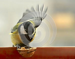 Tiny bird gear tit,Periparus ater.