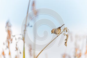 A tiny bird hanging on marsh grass. Bushtit at Oso Flaco Lake  California photo