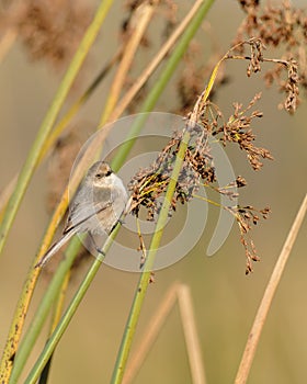 A tiny bird hanging on marsh grass. Bushtit at Oso Flaco Lake in Oceano, CA photo