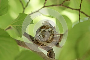 Tiny bird nest in tree