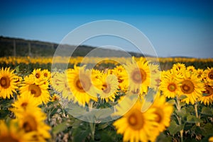 Bird and sunflowers