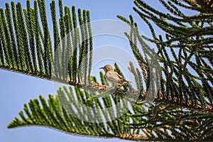 Tiny bird sitting on a branch of christmas tree.