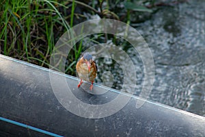 Tiny bird spotted in the Amboseli National Park