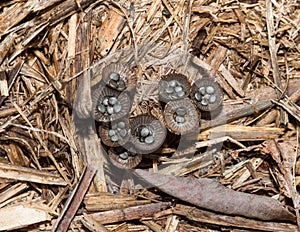 tiny birds nest mushrooms