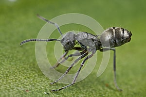 A tiny black ant
