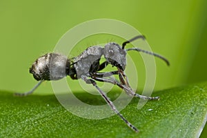 A tiny black ant
