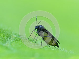 Tiny Black Beetle On Light Green Leaf