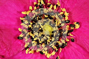 Tiny black beetles feeding from pollen.