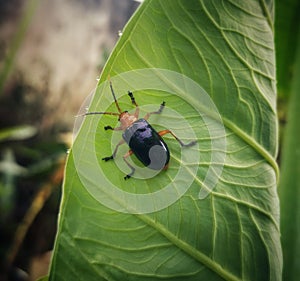 Tiny black cereal leaf beetle