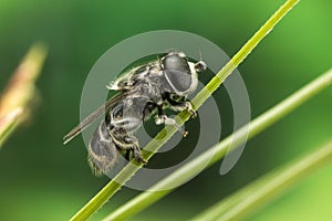 Tiny black fly species