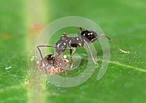Tiny Black Garden Ant with Scale Insect on Green Leaf