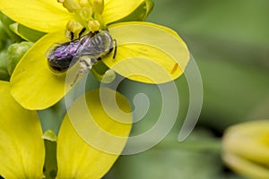 Tiny black wasp on a primrose flower