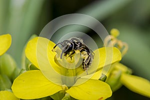 Tiny black wasp on a primrose flower