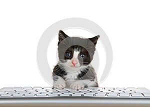 Tiny black and white tuxedo kitten peaking over a computer keyboard isolated