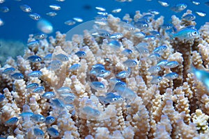 Tiny blue fishes in the coral reef