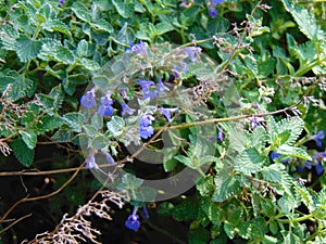 Tiny Blue Flowers