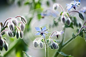 Tiny blue flowers and buds on a borage plant