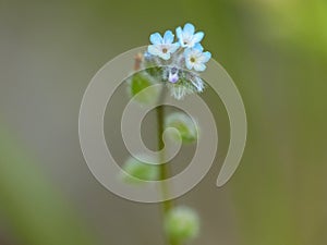 Tiny Blue Flowers