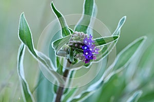 Meadow plant with tiny blue flowers at dusk.